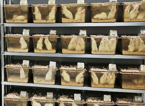 Biocompatibility  Laboratory